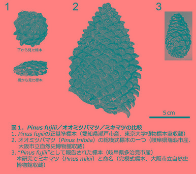 What's New: ＜論文発表＞マツボックリ化石にミキマツ（Pinus